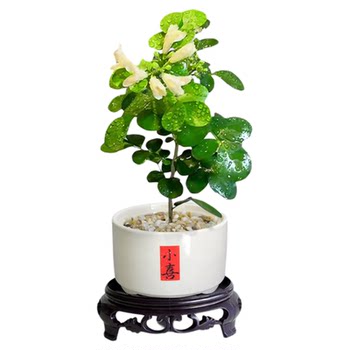 Jiulixiang small potted plant desktop workstation green plant sapling zen tea table bonsai flower living room office plant