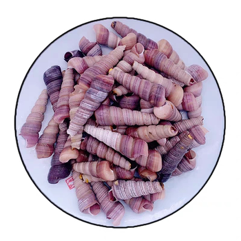 Fresh yellow snails with tails removed and kept fresh in the cold chain