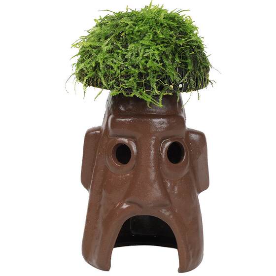 Fish tank Moss, aquatic plants, fish and shrimp avoidance tank