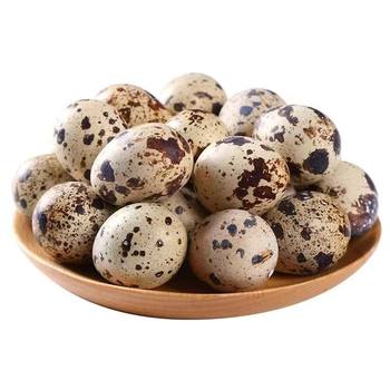 50 fresh quail eggs multigrain fed quail eggs