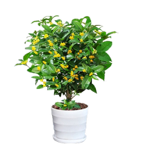 Osmanthus arbres Miao arbres Plantes en pot Quatre saisons Gui Fleurs Fleurs Fleurs Balcon Courtyard intérieure Blooming doré Gui Fragrant Vieille Pline Vert