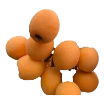 Large five-star loquat seedlings seedless Pipa fruit seedlings grafted seedlings potted southern fruit tree seedlings large fruit planting