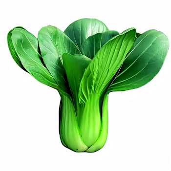 Complete collection of new seeds of four-season leafy vegetables with original packaging