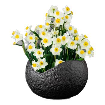 Special Pots for Bowl Lotus, Pennywort, Water Lilies, One-Leaf Lotus, Daffodils, Money Grass, Hydroponic Plants, Non-Porous Ceramic Pots