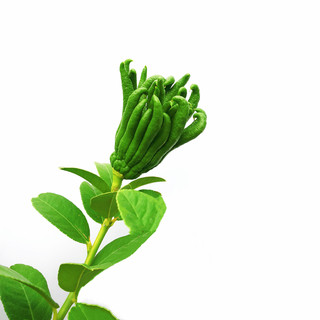 【佛手小果】金华佛手 佛手小果清供 把玩 观赏 闻香摆盘净化环境