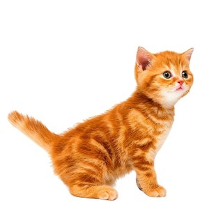 Hot selling live cat orange cat kitten civet cat kitten pure white longhair cat lion cat Chinese pastoral cat living thing