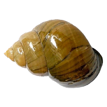 Hubei Fresh Extra-большие Поля Snail Live Large Large Water Fresh Mud Snail Fields Snail Live Water Snail 4 kg