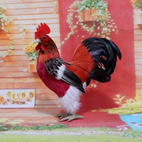 Петух станции 2 - высота 35* длина 26см - брюхо красное.