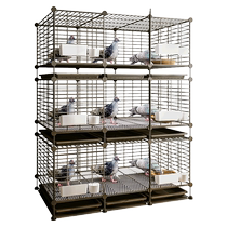 Особи Голубя Клетка Домашняя Селекция Частный Племенной Голубный Голубёв Мясные Голубяводство Голубяводство Голубная Клетка Голубная Клетка Голуби Дом Три