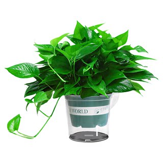 Automatically replenishing fertilizer and water-absorbing pothos, no need to water for 20 days