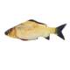 Kitten Mint Simulated Fish Cat Toy
