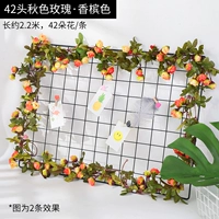 Осень роза 42 шампанского