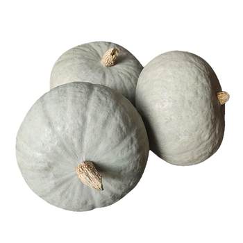 Xinjiang vegetable baby food supplement chestnut pumpkin