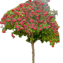 Seedless lychee tree cinnamon-flavored grafted fruit saplings concubine smile potted plants large seedlings fruit tree fruit seedlings fruit seedlings