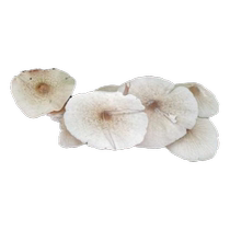 Alpinia coryli original strain artificial cultivation of three-tower mushroom bag indoor and outdoor courtyard planting strain