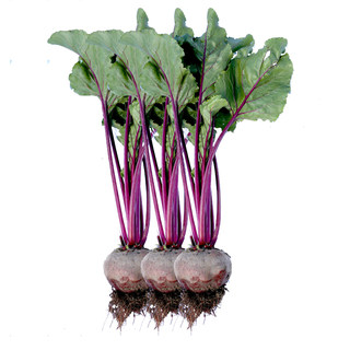 Red beetroot seeds Holland Aikesheng seaweed head rapeseed imported four seasons seeds spring autumn and winter radish seeds