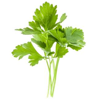 Vegetable four seasons coriander balcony edible potted seeds