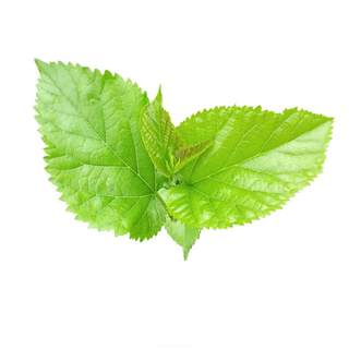 Young mulberry leaves cannibalize mulberry leaves, freshly picked and sold at a loss