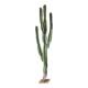 Nordic measuring cactus simulation cactus landscaping