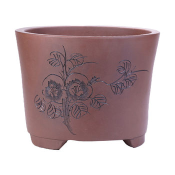 Purple clay flowerpot orchid, clivia, succulent asparagus, special price