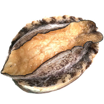 Qingdao laoshan fresh extra large abalone sf free shipping