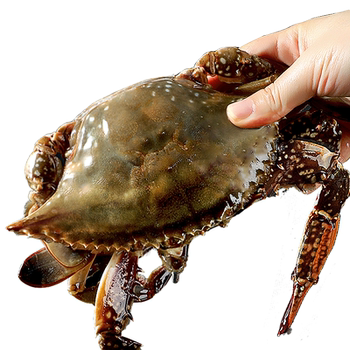 Zhoushan swimming crab is super large! new arrival! fresh and frozen