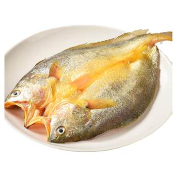 Live fish butchered large open-backed yellow croaker without washing or processing