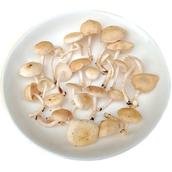 Fresh musang, wild shiitake mushrooms, xiangxin mushrooms, smooth and tender taste, mushrooms picked from the mountains and shipped by sf express from yunnan