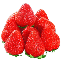 Dandong 99 strawberry red color black gold gift box loaded with milk big fruit fresh fruit when season full box 99 Shunfeng