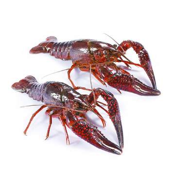 5 pounds, 567 yuan, hubei fresh crayfish, fresh water shrimp