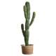 Simulated cactus, simulated cactus, Morocco