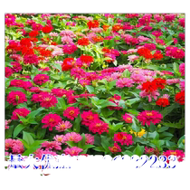 Zinnia flower seeds mixed color zinnia flower seeds four seasons sowing and blooming easy-to-live flower seeds courtyard balcony potted plants
