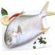 4 Extra Large Golden Pomfret New Arrival Live Fish Quick Frozen
