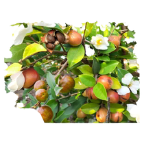 Authentic Camellia oleifera saplings high-yielding grafted long-line Camellia oleifera seeds hybrid medium-large fruit cup saplings planted in the north and south