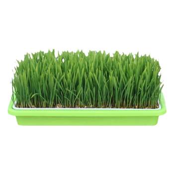 ຫຍ້າແມວ potted cat grasss cat snacks soilless hydroponic wheat grain cat grass tray catnip cat supplies