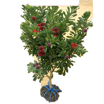 Xianju Dongkui Yang Mei Tree sapling with earth Zhengzong Grafted Crystal Donghuyammemiao Potted large fruit tree fruit seedlings