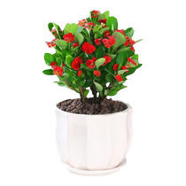 Tiger Spur Plum Slower Potted Plant Slower to live plant round offer bбалкон стойкий к сухому железному Haitang цвет