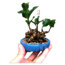 Vines 37 micro bonsai lump 37 potted vine climbing plant tea table small green plant for ornamental seedlings indoors to purify the air