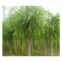 Willow tree sapling willow gold willow gold willow straight willow engineering greenery rows of trees landscape trees resistant to cold planting Jaum