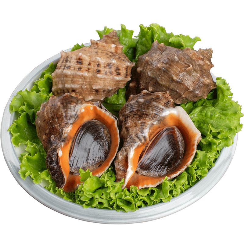 Conch conch conch fresh fresh Qingdao
