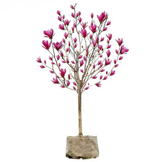 Purple magnolia saplings potted courtyard villa fragrant flowers