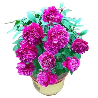 Peony flower seedlings with double petals, roots and buds, potted sunflower seeds, bulbs, flowers, perennial extra large