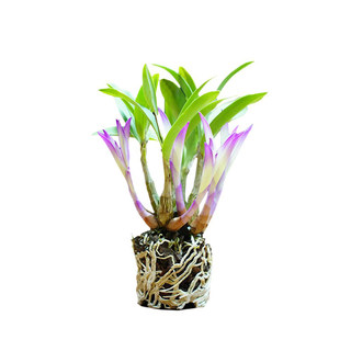Colorful perfume dendrobium orchid blooms and is fragrant, easy to care for lazy people