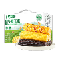 October rice paddies fresh colorful corn 2 14kg black glutinous yellow glutinous flower glutinous corn stick combined with five grain cereals