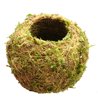 Moss jade moss ball moss flower vessel dendrobium planting pot micro landscape potted plant interesting home decoration plant creativity