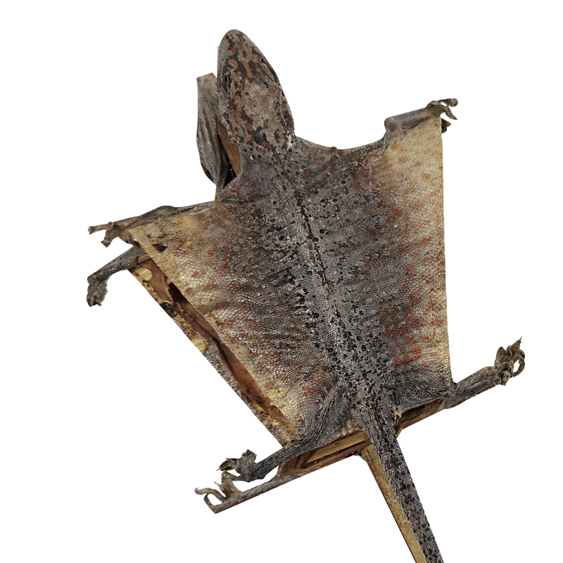 蛤蚧蛇鞭酒- Top 1000件蛤蚧蛇鞭酒- 2025年11月更新- Taobao