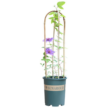 ຢືນດອກໄມ້ແບບງ່າຍດາຍປີນ pergola courtyard clematis ສວນດອກໄມ້ວົງເລັບໃນລົ່ມນອກ potted ສະຫນັບສະຫນູນ pole