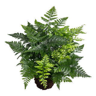 Moss micro-landscape rainforest tank landscaping ferns small plants