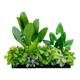 Outdoor flower box layout green ivy leaves decorate grass