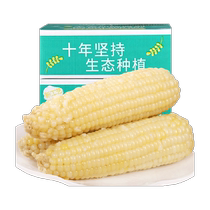 Hejiu Corn Fresh White Waxy Corn 260g*10 Corn Cobs Organic Vacuum Packaging Sweet Waxy Corn